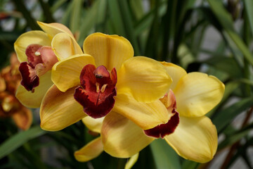 Closeup shot of beautiful boat orchid flowers on the background of green leaves