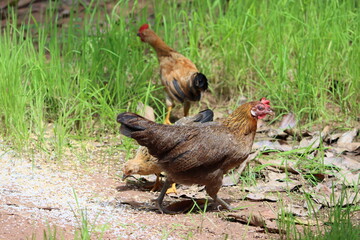 Cambodia. The Ga Tre, or Vietnamese Bantam, originated in the southern portion of Vietnam. 