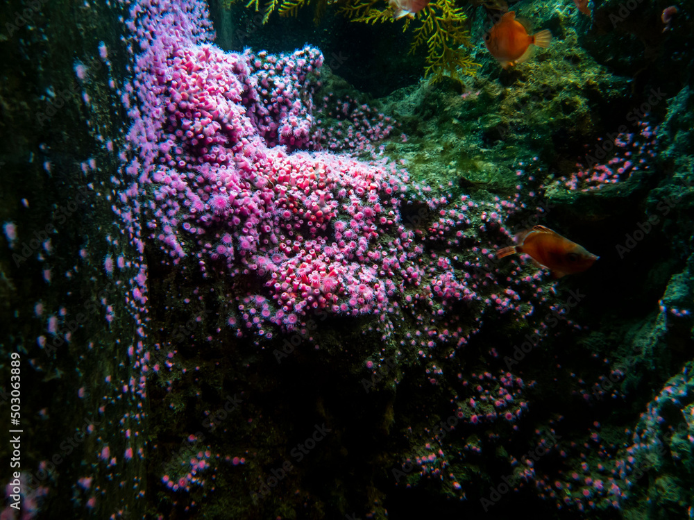 Wall mural Beautiful underwater world with corals and fish