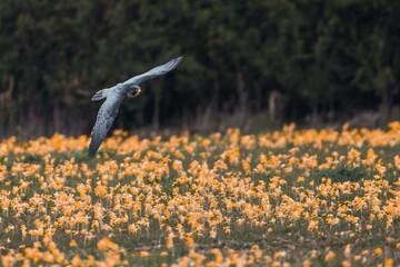 Peregrine falcon flying over a meadow with orange wildflowers