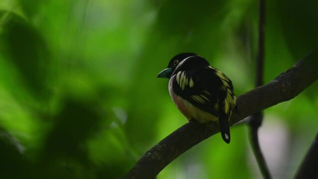 Black-and-yellow Broadbill, Eurylaimus ochromalus, Thailand