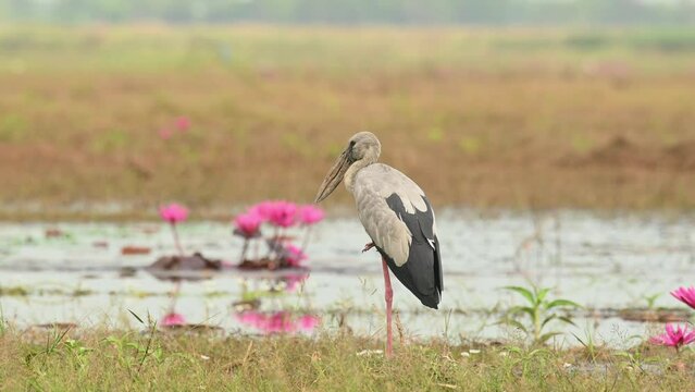 Asian Openbill Stork, Anastomus oscitans, Nakhon Nayok, Thailand