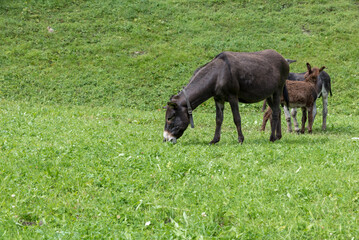 Grazing donkeys Val Venosta, South Tyrol Italy