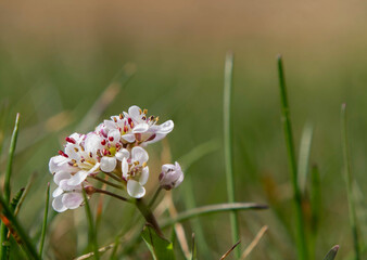Closeup shot of blooming Badan flowers on a field
