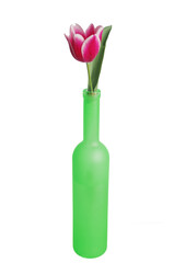 Bright spring tulip in a colored bottle.