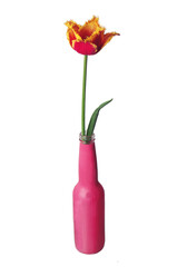 Bright spring tulip in a colored bottle.