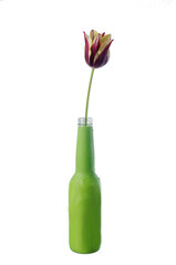 Bright spring tulip in a colored bottle.