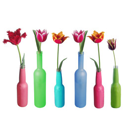 Tulip flowers in colorful vases and bottles. Isolated on white background.