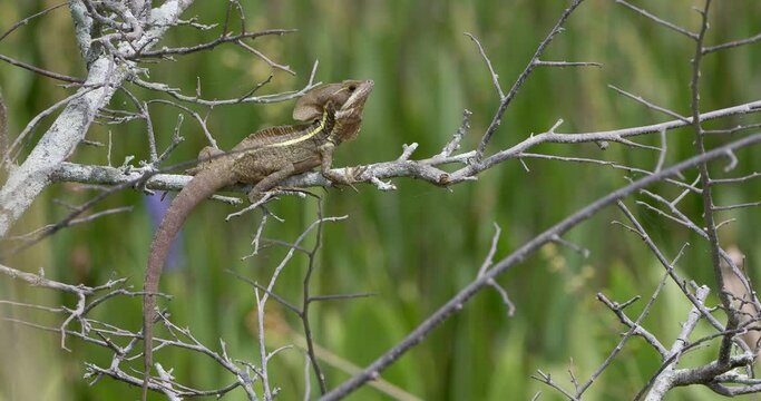 Invasive basilisk in the wetlands of Florida