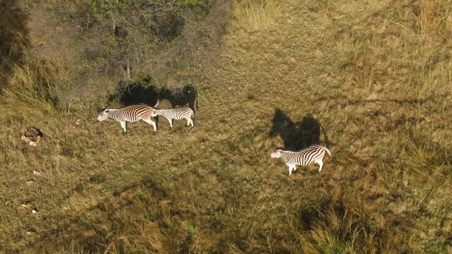 Drone shot of Zebra urinating and Zebra baby sniffing in the animals park