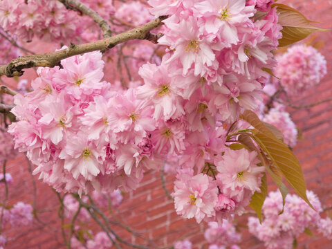 Closeup shot of cherry blossoms on the tree during daytime with brick wall in the blurred background