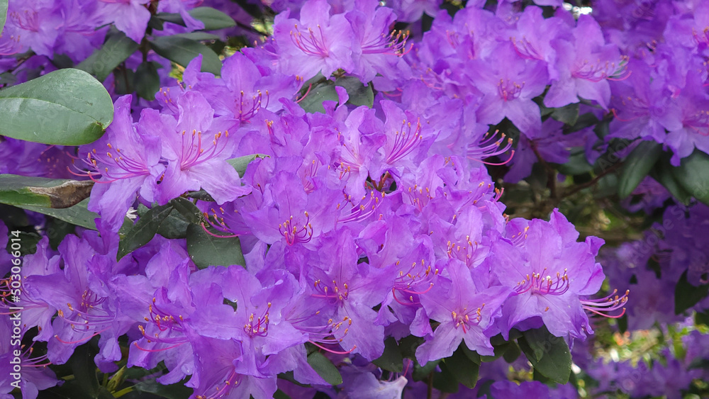 Wall mural Top shot of Rhododendron Purple Gem flowers in a garden in daylight