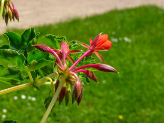 Closeup shot of red geranium flowers from Prague