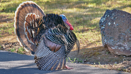 Beautiful male peacock fanning at Beacon Hill park, Victoria, BC, Canada