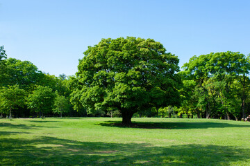 Park Tree