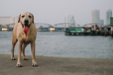 dog on the beach