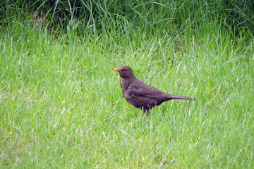 A dark brown female Eurasian blackbird standing on green grass