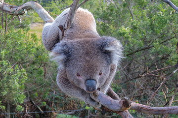 Closeup of a cute funny koala on a tree © Ste_mon/Wirestock Creators