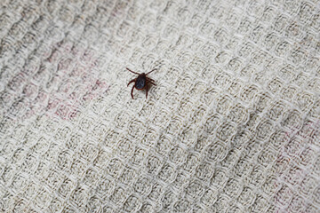 A small tick crawls on the fabric surface.