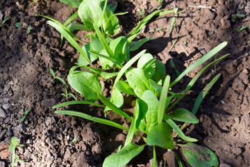 Young spinach sprouts in the garden. Spinach seed germination.