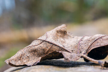 Close view of the leaf. Beautiful autumn leaf in the forest. Autumn leaf