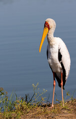 a yellow-billed stork portrait
