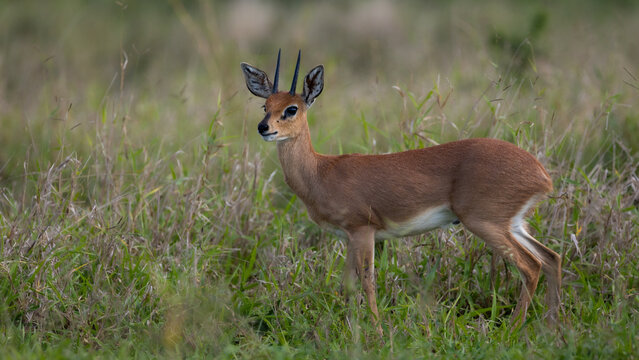 steenbuck ram on hight alert