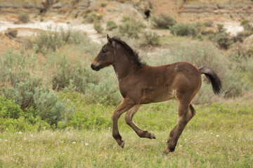 Young wild wild pony gallops across the fi at Theodore Roosevelt National Park, North Dakota