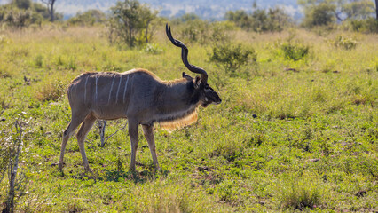 Naklejka na ściany i meble Big kudu bull with spiral horns