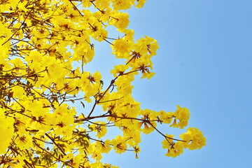 blooming Guayacan or Handroanthus chrysanthus or Golden Bell Tree under blue sky.