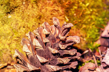 Pine cone in the woods. Forest nature. Light on the cone