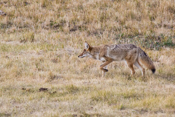 A coyote wanders the fields on a sunny day in Yellowstone National Park, Wyoming, United States - obrazy, fototapety, plakaty