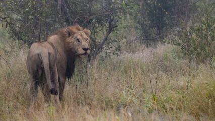 big male lion in the mist.