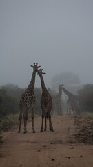giraffes on the road in thick mist