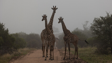 giraffes on the road in thick mist
