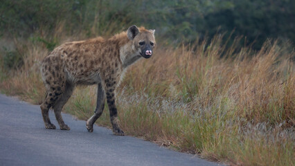 Spotted hyena with a white nose