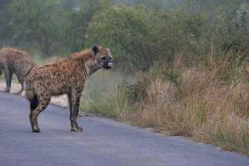 Spotted hyena with a white nose