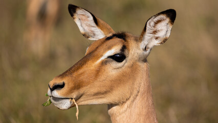 impala ewe in Kruger National Park 