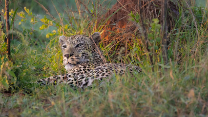 huge male leopard in the wild