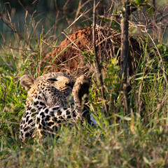 huge male leopard in the wild