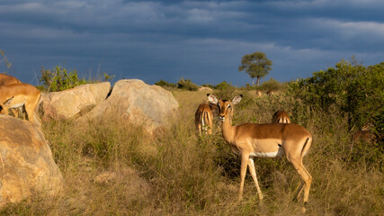 impala ewe in Kruger National Park 