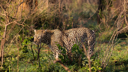 huge male leopard in the wild