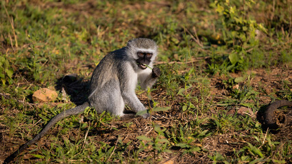 Vervet monkey feeding on grass