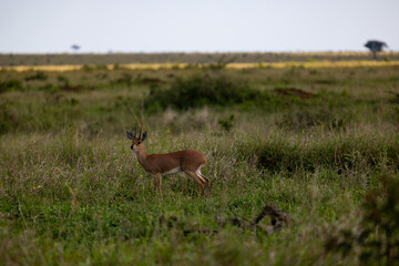 steenbuck ram on hight alert
