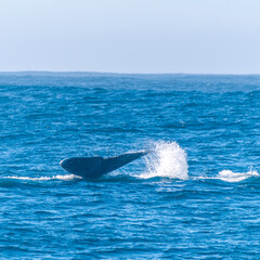 Fototapeta premium The Giant tail fin of a grey whale surfacing off the coast of california.