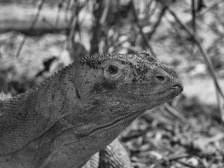 Varan en noir et blanc