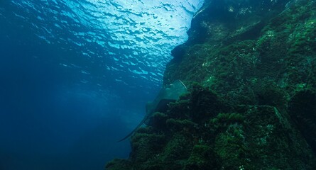 Underwater photo of a giant Atlantic stingray over the reef wall. From a scuba dive at the Canary islands.