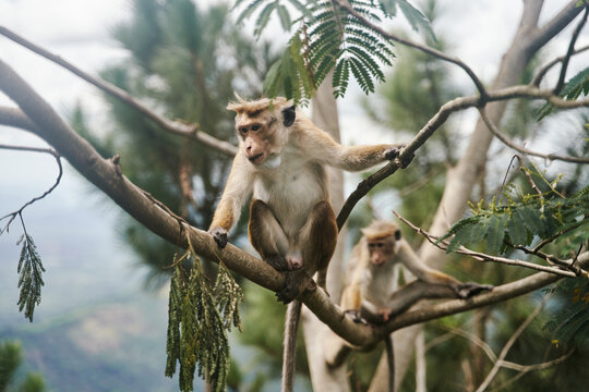 The monkey sits on a tree. Monkey in tropical forest vegetation. wildlife scene