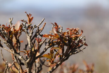 秦野弘法山公園１