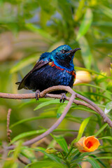 beautiful closeup of sunbird, purple sunbird male with flower , The purple sunbird is a small bird in the sunbird family found mainly in South and Southeast Asia